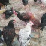 پرنده فروشی