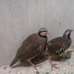 کبک رام ودستی