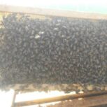 زنبور عسل سالم