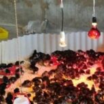 جوجه مرندی سه روزه