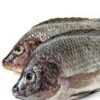 ماهی ماده تیلاپیا اماده تخم ریزی