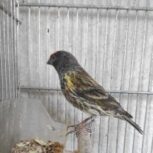 فروش گلبسر مست جفت خور قناری