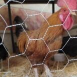 خروس محلی اصل