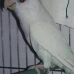 طوطی کوتوله برزیلی آلبینو،نر(رزیکولیس و آیرینگ)