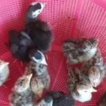 مرغ جوجه بوقلمون