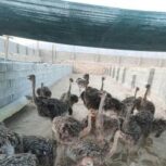 جوجه شترمرغ