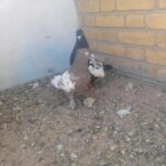 کفتر رنگی سینه