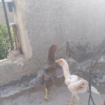 جوجه خروس لاری اصیل کلنگی و افغان