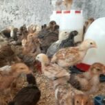 جوجه محلی درجه یک ،