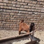 فروش کهره و بره زیر قیمت بازار