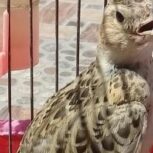 طرقه دونه خور ریزخونی بلند درفیروزآباد