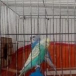 مرغ عشق اسپانگل رنگ خاص بی نظیر