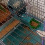 یک عدد فنچ نر