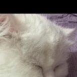 گربه پرشین شجره دار اصیییییل