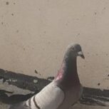 فروش 6 عدد کبوتر نر