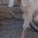 فروش کهره ماده