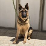 سگ ژرمن 11ماهه نر اموزش دیده