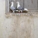 کبوتر دوکت سبز