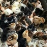 جوجه مرغ یکروزه محلی