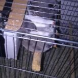 چهار جفت فنچ لپ سیاه مولد تضمینی