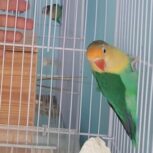 کوتوله برزیلی