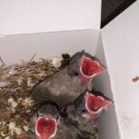 جوجه بلبل خرما