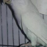 طوطی کوتوله برزیلی آلبینو،نر(رزیکولیس و آیرینگ)