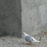 کبوتر پشت آبی خط سفید پلاکی