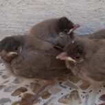 فروش 4 عدد جوجه بلبل