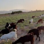 فروش بز دوقلو زا