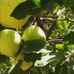 باغ سیب منطقه رودشیر