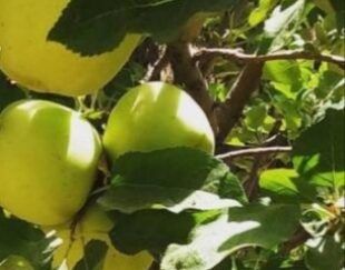 باغ سیب منطقه رودشیر