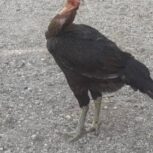 ماده لاری فروشی و معاوضه ای