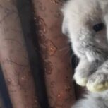 خرگوش لوپ 4 ماهه