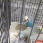 مرغ عشق مولد با جوجه