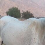 اسب مادیان نژاد عرب هیکلی و درشت اصیل