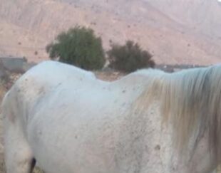 اسب مادیان نژاد عرب هیکلی و درشت اصیل