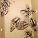 جوجه قرقاول