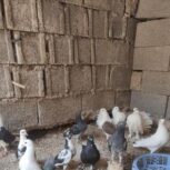 17عدد کفتر 400