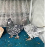 کبوتر سرور دم سفید