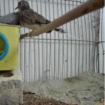 فروش قمری چینی کارداده