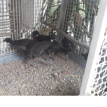 پرنده پاکستانی