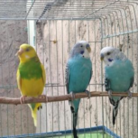 مرغ عشق و فنج