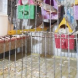 فنچ مولد بالغ خونگی