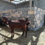 گیسه فروشی فوری