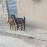 فروش دوراس کولار پاکستانی درجه یک اصل سالم و مرتب