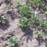 فروش یک قطعه زمین (باغچه) سپیدان