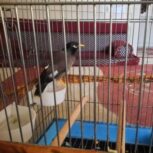 مرغ مینا 75 کلام صحبت میکنه