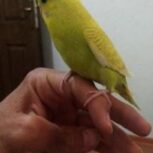 جوجه مرغ عشق