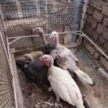 فروش بوقلمون